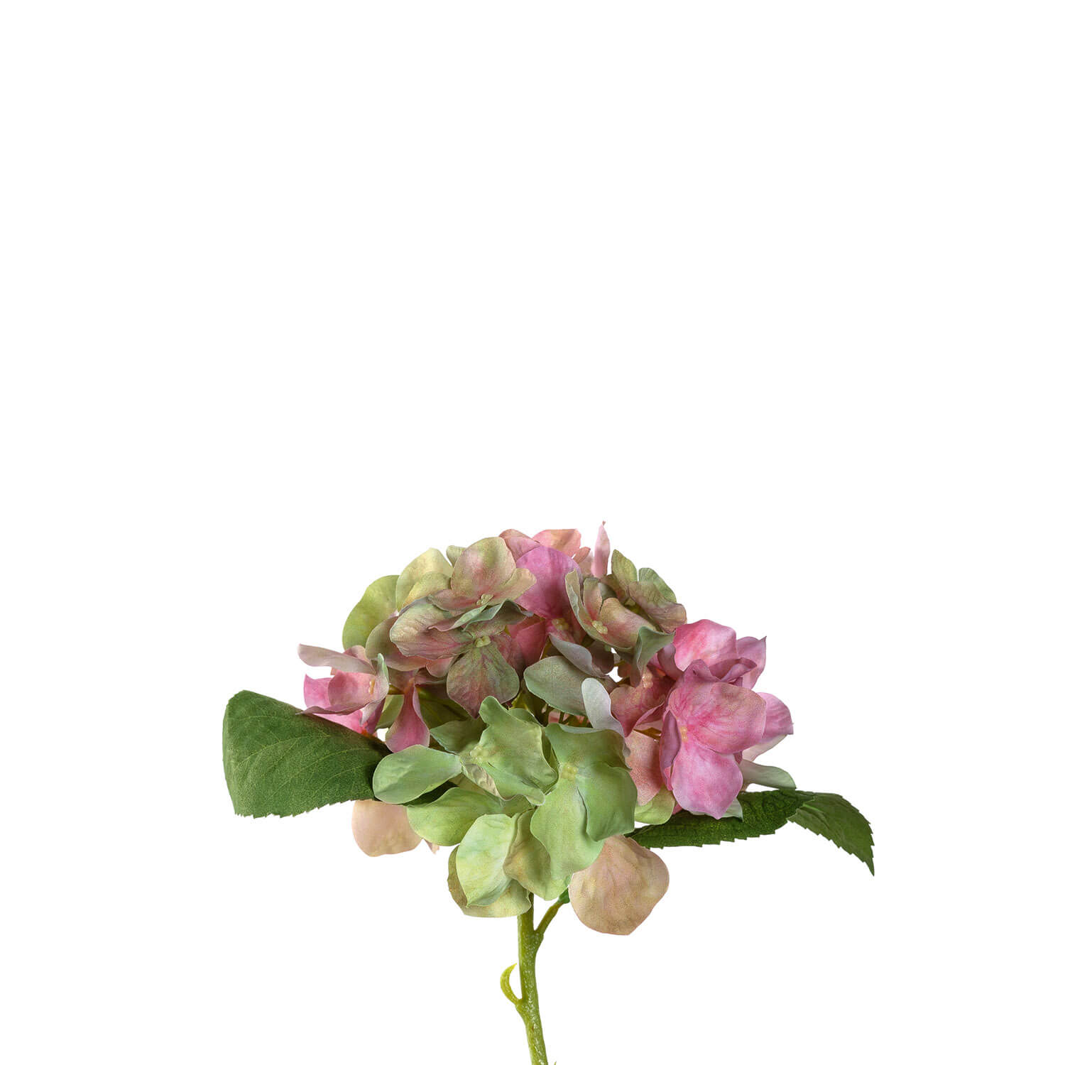 Hortensie POESIA 18 cm pink